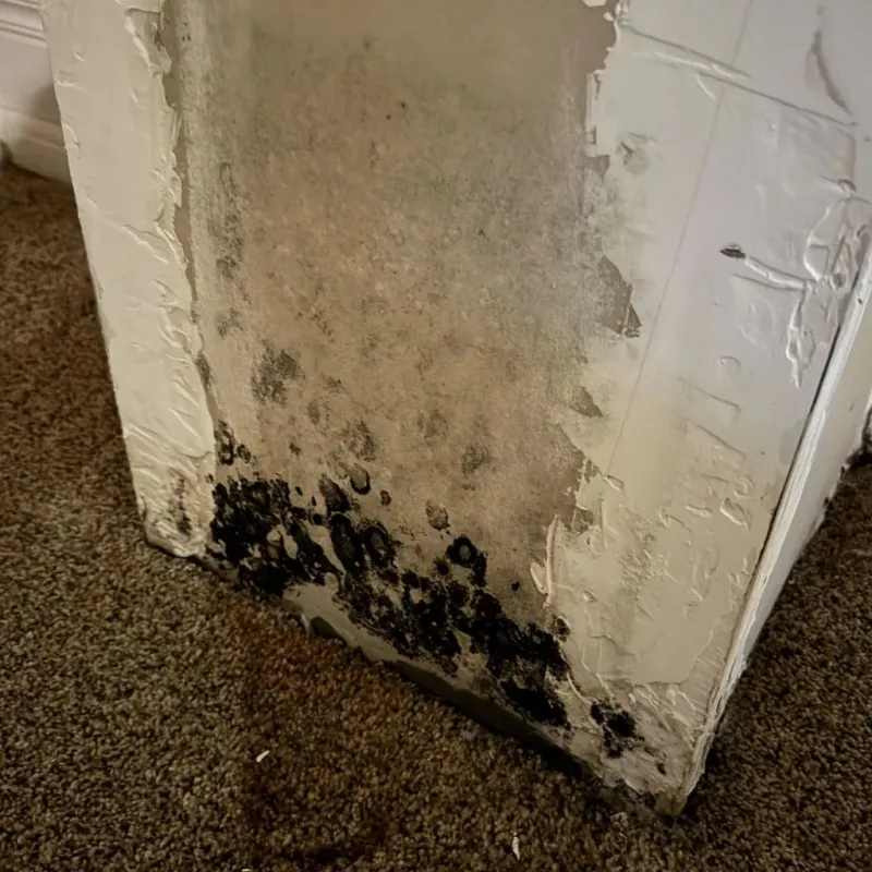 Professional Mold Removal in Pocola, OK